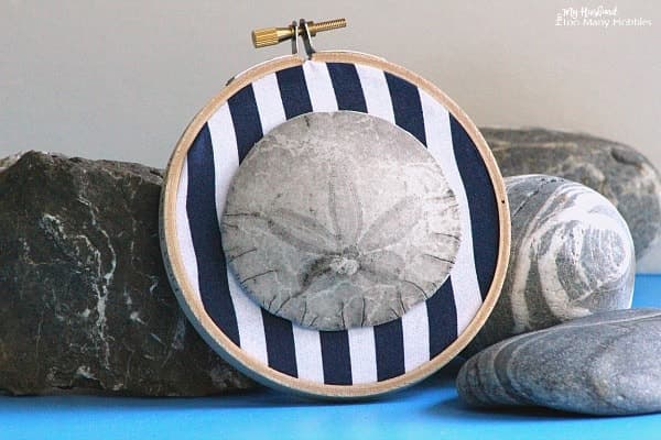 Beach Vacation Sand Dollar Keepsake. A cute way to display sand dollars with a nautical feel.