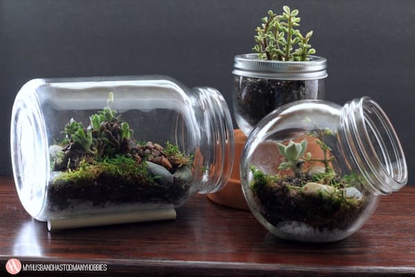 Glass Jar Terrariums 16